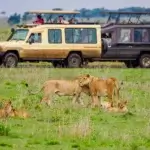 Best Luxury Tanzania Safaris from the USA in 2026