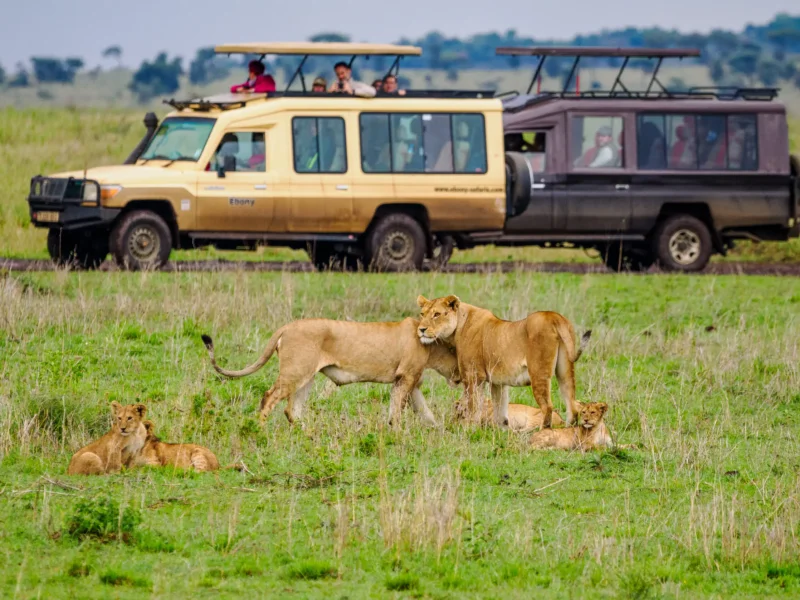 Best Luxury Tanzania Safaris from the USA in 2026