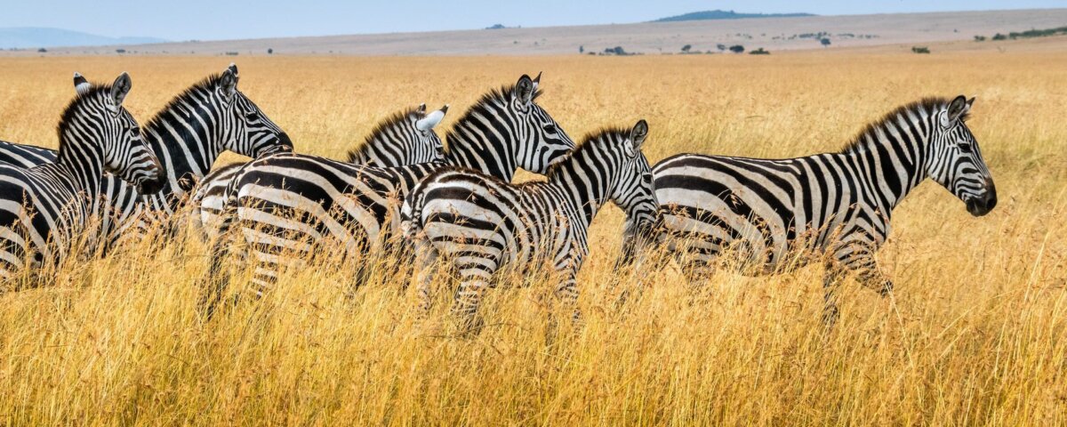 Tailor Made Tanzania Safaris 2026 – Experience the Best with Giant Holiday Safaris