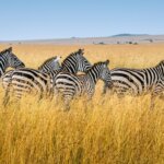 Tailor Made Tanzania Safaris 2026 – Experience the Best with Giant Holiday Safaris