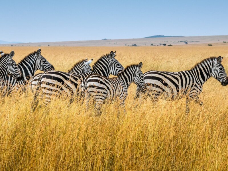 Tailor Made Tanzania Safaris 2026 – Experience the Best with Giant Holiday Safaris