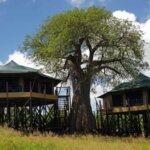 Tarangire Kuro Treetops Lodge