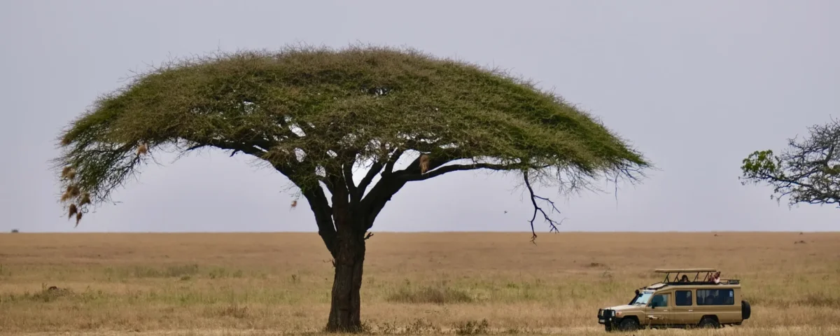 Tanzania Safari Cost – 2026 Year-Budget for Savvy Travellers