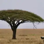 Tanzania Safari Cost – 2026 Year-Budget for Savvy Travellers