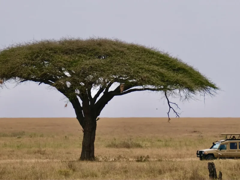 Tanzania Safari Cost – 2026 Year-Budget for Savvy Travellers