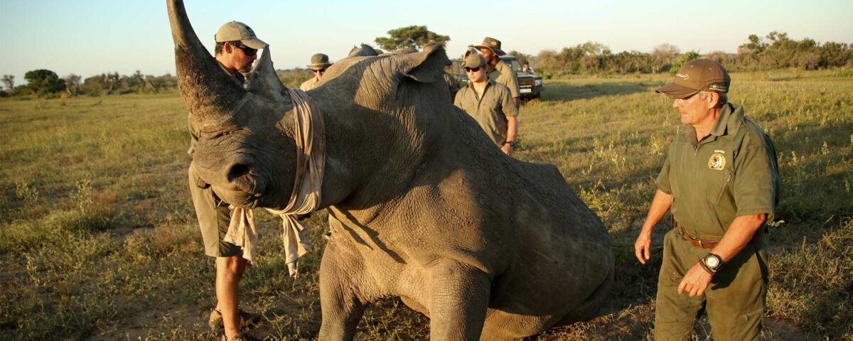 Kenya safari conservation efforts overview. Learn how wildlife protection, parks, and sustainable tourism support conservation in Kenya.