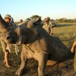Kenya safari conservation efforts overview. Learn how wildlife protection, parks, and sustainable tourism support conservation in Kenya.