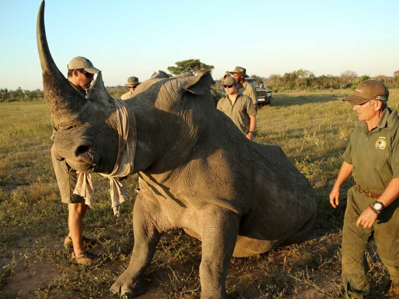 Kenya safari conservation efforts overview. Learn how wildlife protection, parks, and sustainable tourism support conservation in Kenya.