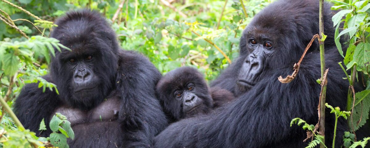 Uganda gorilla trekking Bwindi Impenetrable Forest