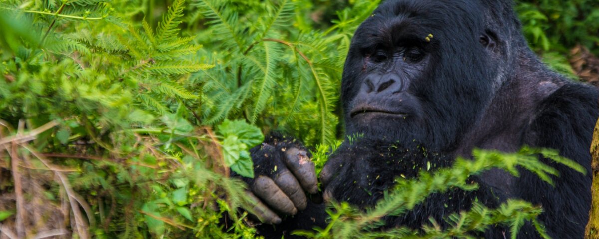 Uganda gorilla trekking Vs Rwanda