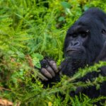 Uganda gorilla trekking Vs Rwanda