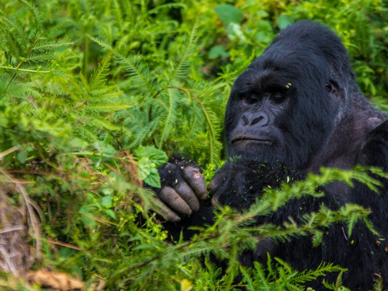 Uganda gorilla trekking Vs Rwanda