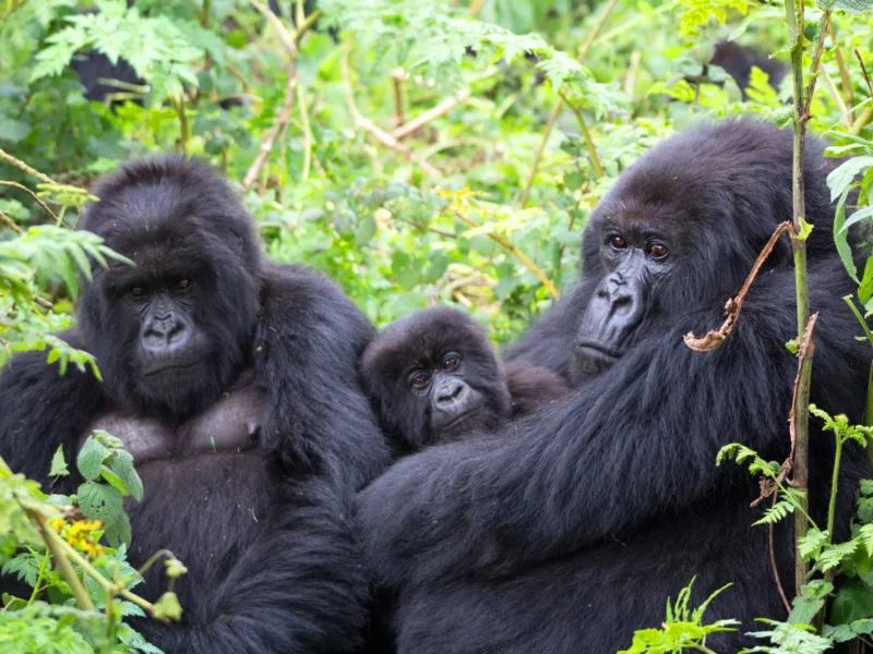 Uganda gorilla trekking adventure safari