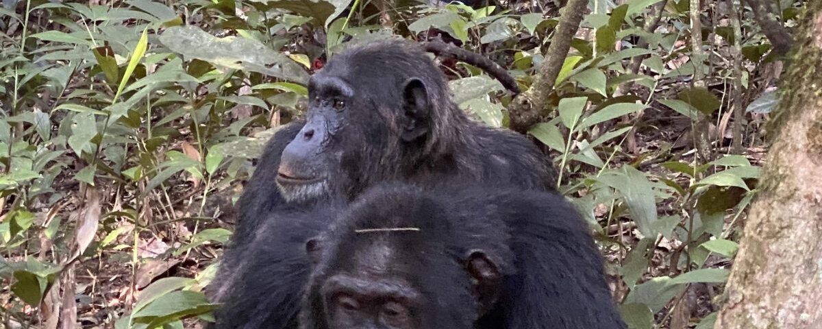 Uganda gorilla trekking and chimpanzee combo