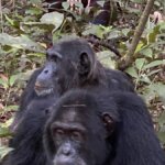 Uganda gorilla trekking and chimpanzee combo