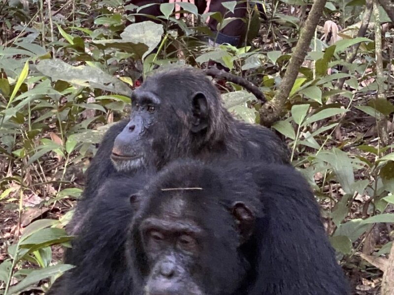 Uganda gorilla trekking and chimpanzee combo