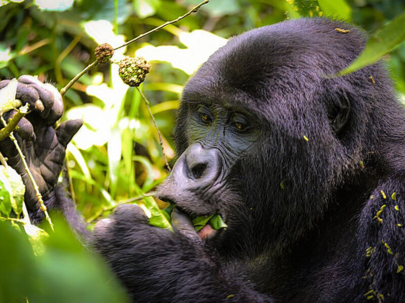Uganda gorilla trekking budget safaris