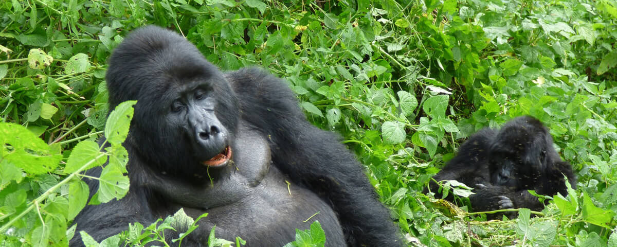 Uganda gorilla trekking checklist