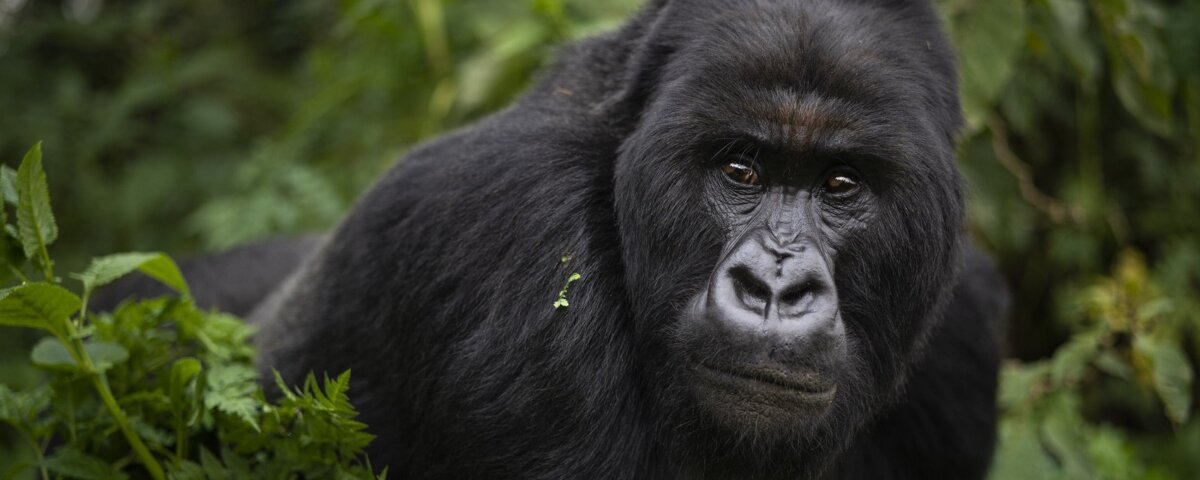 Uganda gorilla trekking cost breakdown