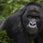Uganda gorilla trekking cost breakdown