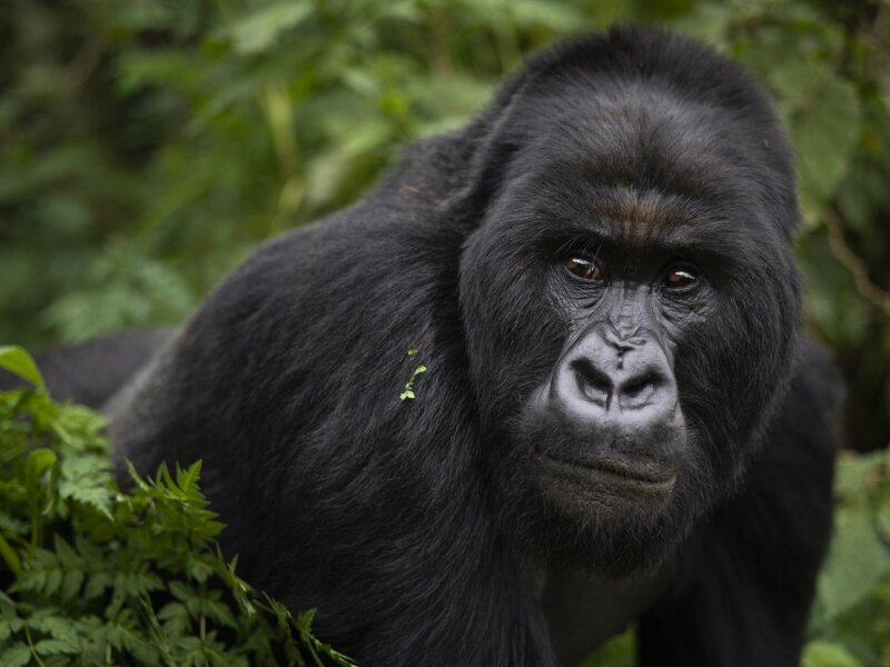 Uganda gorilla trekking cost breakdown