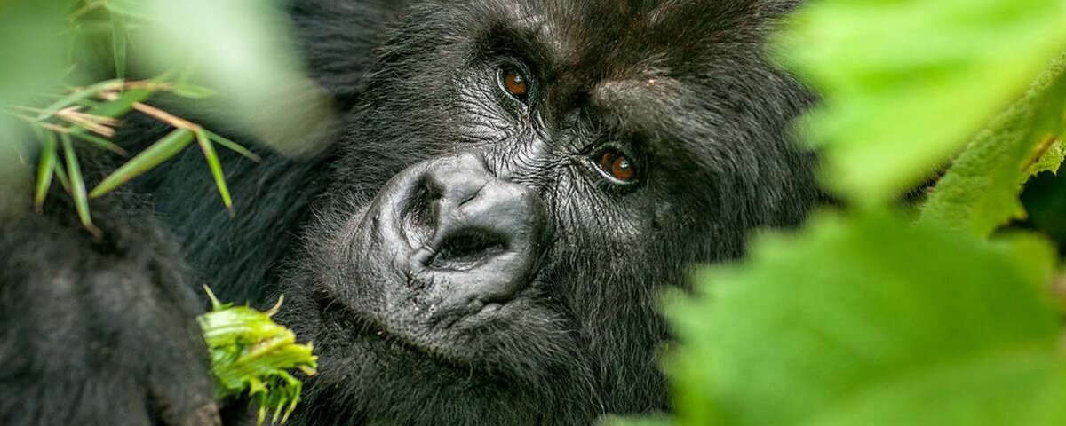 Uganda gorilla trekking difficulty level