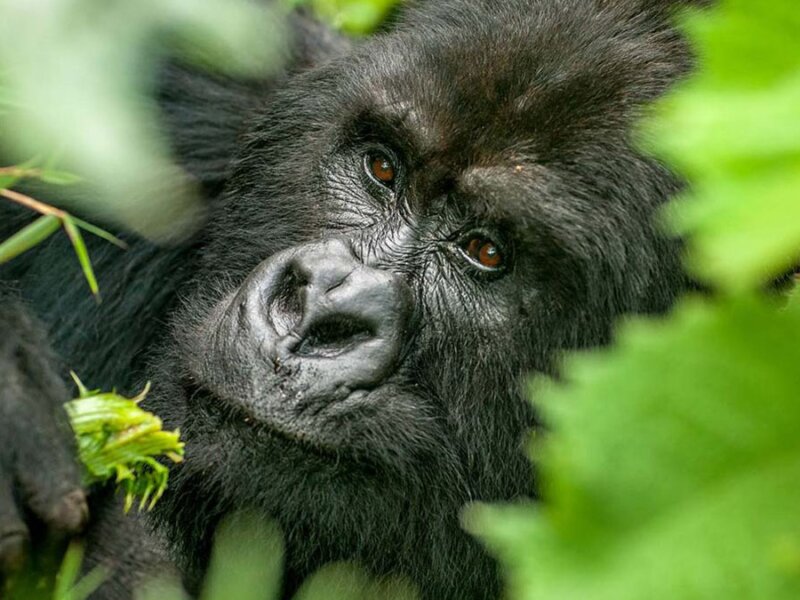 Uganda gorilla trekking difficulty level