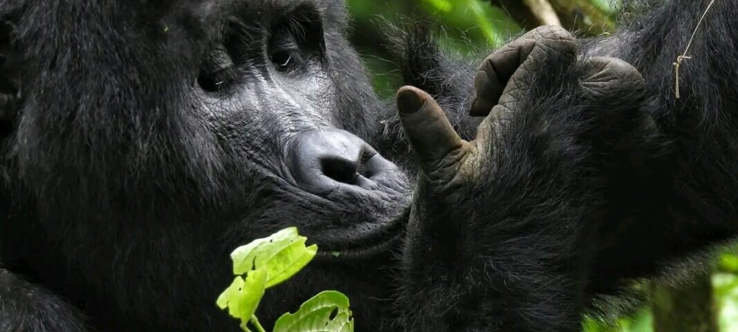 Uganda gorilla trekking dry season guide