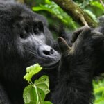 Uganda gorilla trekking dry season guide