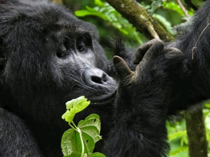 Uganda gorilla trekking dry season guide