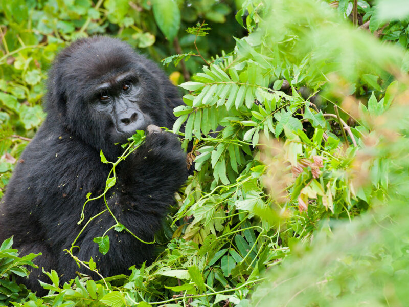 Uganda gorilla trekking family groups