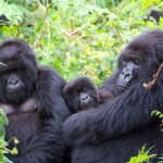 Uganda gorilla trekking family tours