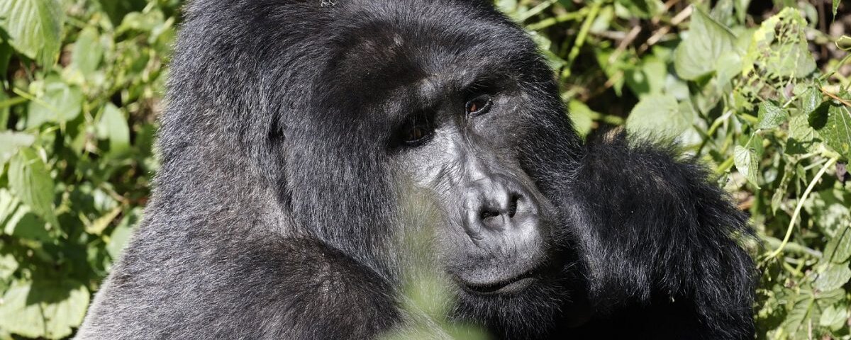 Uganda gorilla trekking fitness level needed