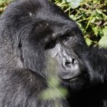 Uganda gorilla trekking fitness level needed