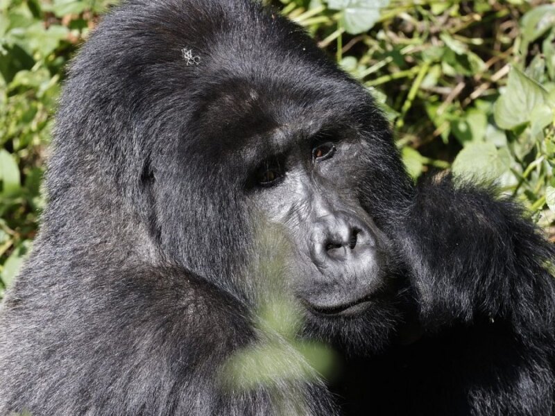 Uganda gorilla trekking fitness level needed