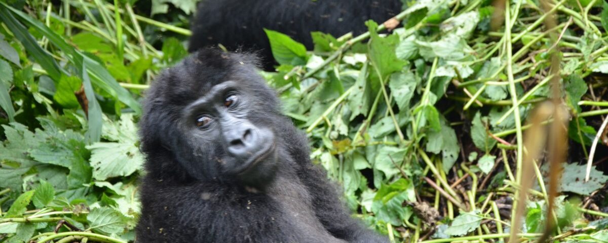 Uganda gorilla trekking forest experience