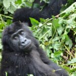 Uganda gorilla trekking forest experience