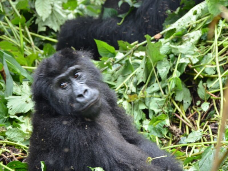 Uganda gorilla trekking forest experience