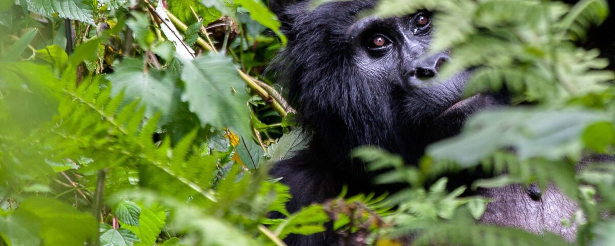 Uganda gorilla trekking from Entebbe
