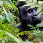 Uganda gorilla trekking from Entebbe