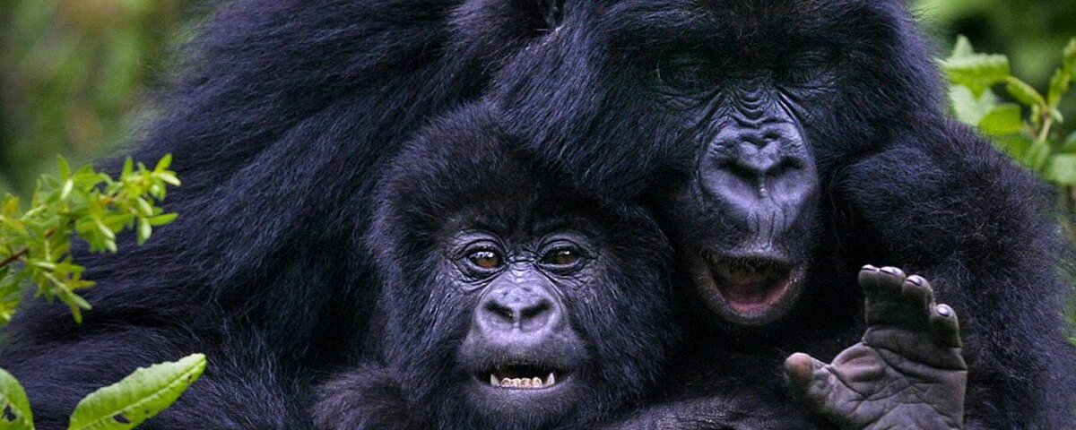 Uganda gorilla trekking from Kampala