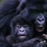 Uganda gorilla trekking from Kampala