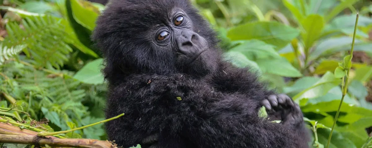 Uganda gorilla trekking from Kigali