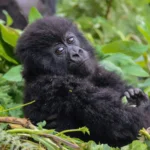 Uganda gorilla trekking from Kigali