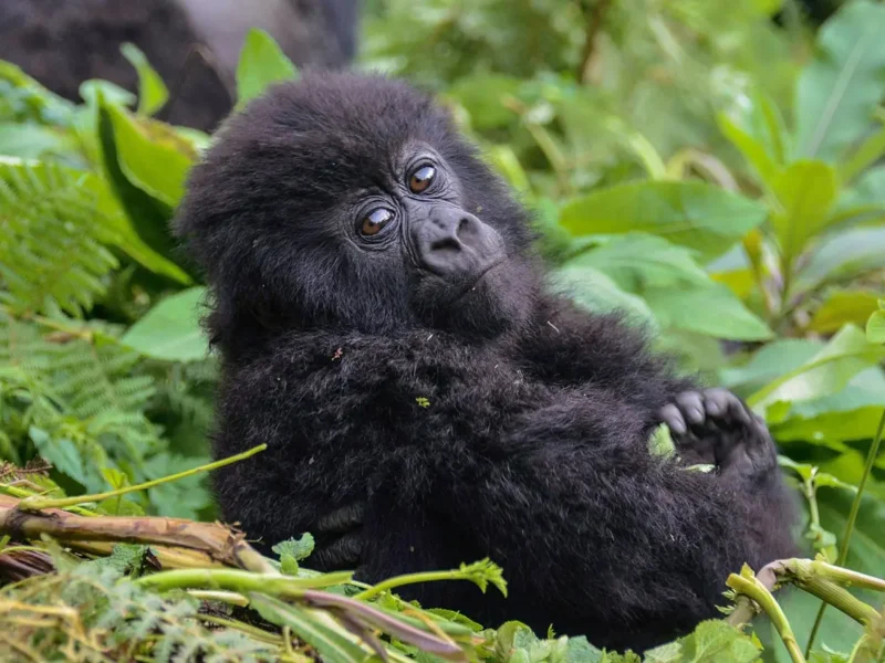 Uganda gorilla trekking from Kigali