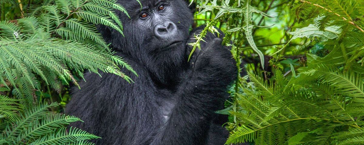 Uganda gorilla trekking hiking distance