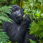 Uganda gorilla trekking hiking distance