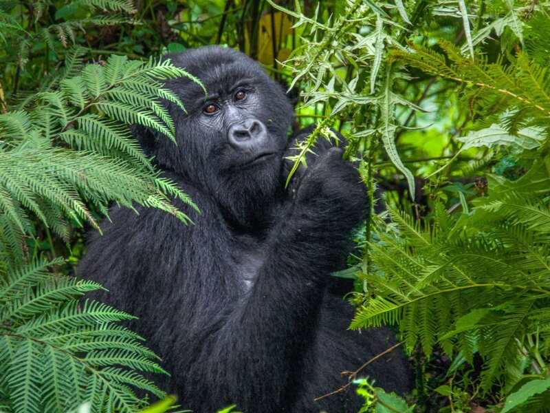 Uganda gorilla trekking hiking distance