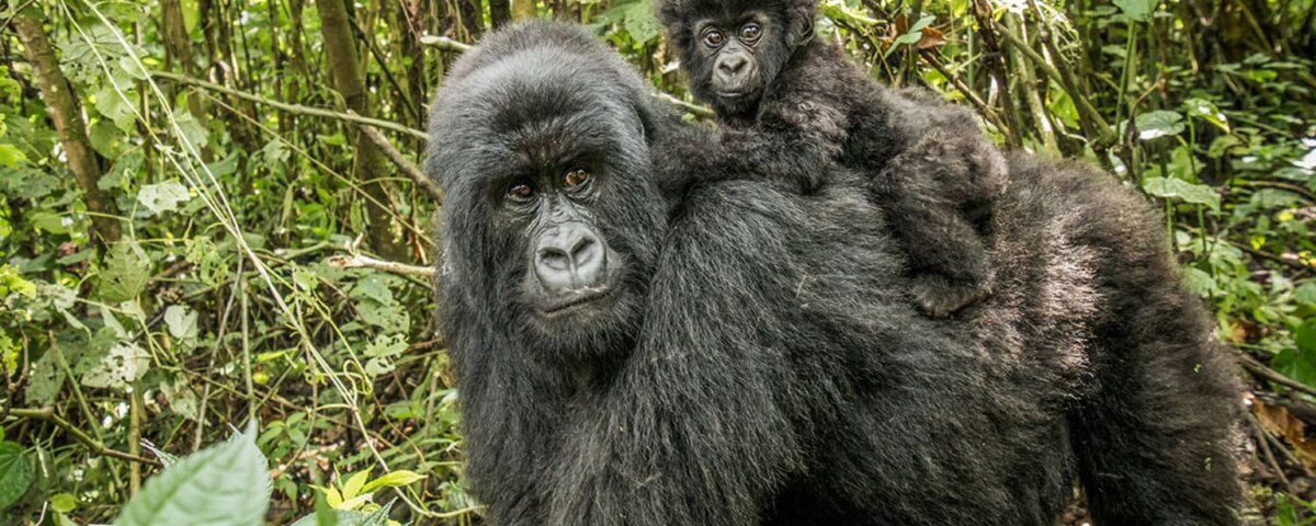 Uganda gorilla trekking honeymoon packages