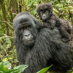 Uganda gorilla trekking honeymoon packages